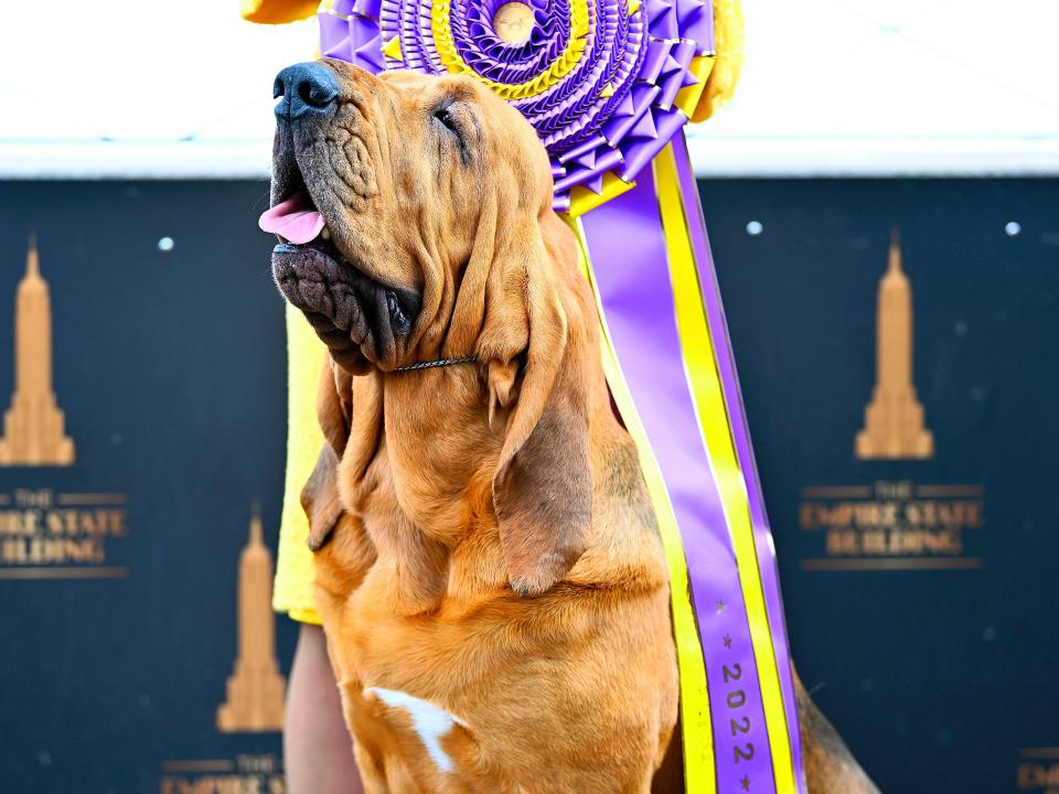 Kubet báo cáo Những người chiến thắng trong quá khứ của Westminster Dog Show: Danh sách đầy đủ các và giống chó để giành giải Best In Show