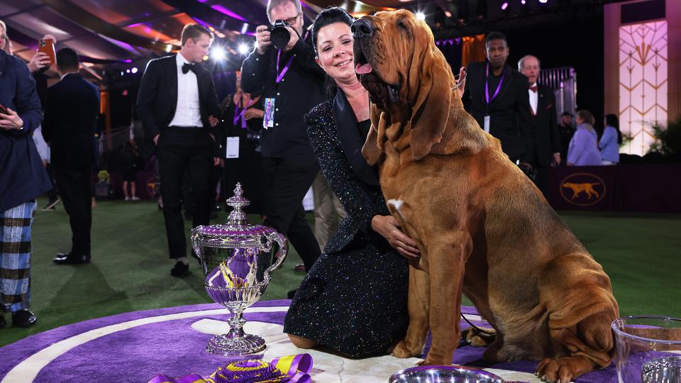 Kubet báo cáo TRỰC TIẾP: Giống, nhóm Westminster Dog Show 2023, người chiến thắng Best in Show