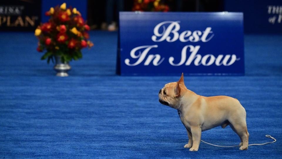 Kubet phát hành Ai sở hữu Winston the French bulldog?